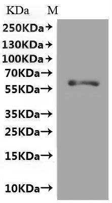 Recombinant Rat Glutamate receptor ionotropic, NMDA 1 (Grin1) (F484A,T518A,R523A,W731A), partial, Fluorescent-VLPs
