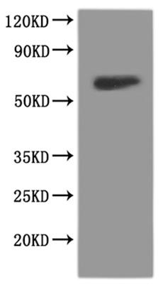 Recombinant Rat Glutamate receptor ionotropic, NMDA 1 (Grin1), partial, Fluorescent-VLPs