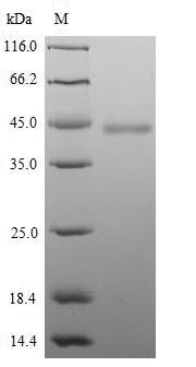 Recombinant Mouse Hyaluronan and proteoglycan link protein 1 (Hapln1)