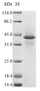 Recombinant Human HLA class I histocompatibility antigen, alpha chain G (HLA-G)