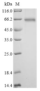 Recombinant Human Heterogeneous nuclear ribonucleoproteins A2/B1 (HNRNPA2B1)