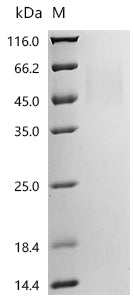 Recombinant Human ICOS ligand (ICOSLG), partial, Biotinylated