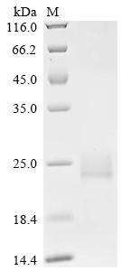 Recombinant Mouse Interferon alpha-4(Ifna4)
