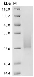 Recombinant Mouse Interleukin-3 (Il3)