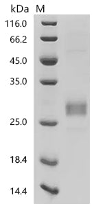 Recombinant Human Interleukin-33 (IL33), partial