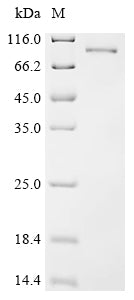 Recombinant Mouse L-amino-acid oxidase (Il4i1)