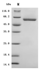 Recombinant Human Lymphocyte activation gene 3 protein (LAG3), partial (Active)