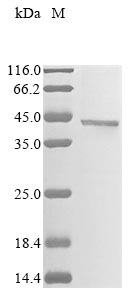Recombinant Mouse Alpha-2-macroglobulin receptor-associated protein (Lrpap1) (H294F,H296F,Y297C,H305F), partial