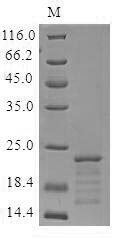 Recombinant Mouse Myoglobin (Mb)