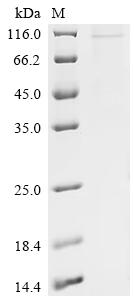 Recombinant Human Mitofusin-2 (MFN2), partial