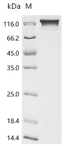 Recombinant Human Mucin-1 (MUC1), partial