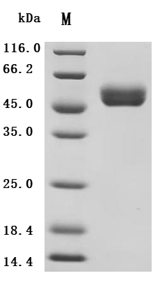 Recombinant Macaca fascicularis Natural cytotoxicity triggering receptor 3 (NCR3), partial (Active)