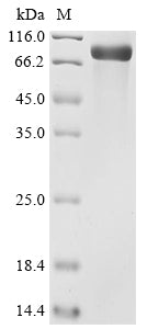 Recombinant Mouse Nidogen-2 (Nid2), partial