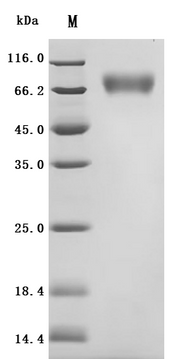 Recombinant Macaca fascicularis Atrial natriuretic peptide receptor 1 (NPR1), partial