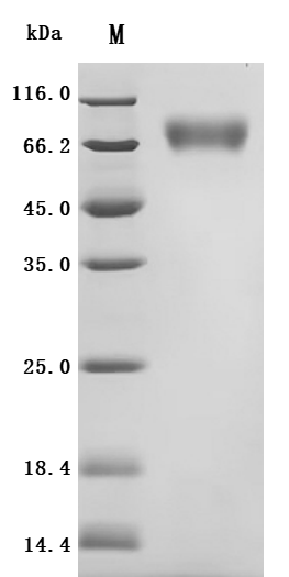 Recombinant Macaca fascicularis Atrial natriuretic peptide receptor 1 (NPR1), partial