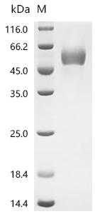 Recombinant Mouse Plasminogen activator inhibitor 2, macrophage (Serpinb2)