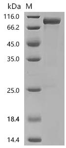 Recombinant Mouse Transcription factor SOX-2 (Sox2)