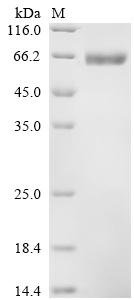 Recombinant Human Hyaluronidase PH-20 (SPAM1), partial