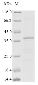 Recombinant Mouse Beta-tectorin (Tectb)