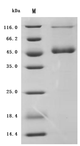 Recombinant Human Tumor necrosis factor ligand superfamily member 13 (TNFSF13) (Active)