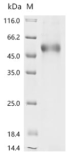 Recombinant Human Tumor necrosis factor ligand superfamily member 4 (TNFSF4), partial, Biotinylated