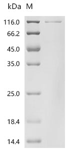 Recombinant Mouse Protein Wnt-2 (Wnt2)