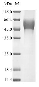 Recombinant Zaire ebolavirus Super small secreted glycoprotein (GP)