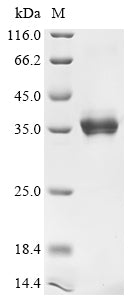 Recombinant Simian virus 40 SV40 early leader protein