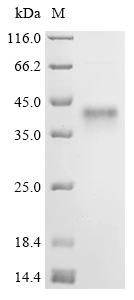 Recombinant Vaccinia virus Soluble interferon gamma receptor OPG193 (OPG193)