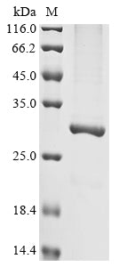 Recombinant Clostridium acetobutylicum Acetoacetate decarboxylase (adc)