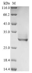 Recombinant Macacaf scicularis Erythropoietin receptor (EPOR), partial