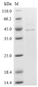 Recombinant Porcine reproductive and respiratory syndrome viru Glycoprotein 2a (GP2a), partial