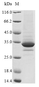 Recombinant Mouse Immunoglobulin superfamily member 2 (Cd101), partial