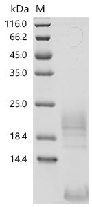Recombinant Macaca fascicularis Thymic stromal lymphopoietin (TSLP) (Active)