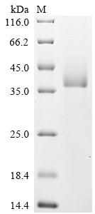 Recombinant Camelpox virus CMP178R (CMP178R), partial