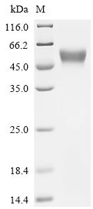 Recombinant Feline herpesvirus 1 Envelope glycoprotein D (US6), partial