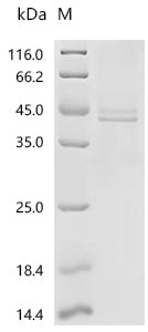 Recombinant Macaca fascicularis Macaca fascicularis brain cDNA clone: QorA-11660, similar to human lymphocyte antigen 6 complex, locus E (LY6E), mRNA, RefSeq: NM_002346.1
