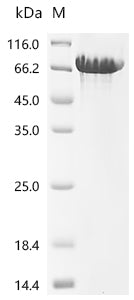 Recombinant Macaca fascicularis Cadherin-1 (CDH1), partial (Active)