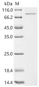 Recombinant Macaca fascicularis Activin beta-C chain, partial