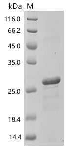 Recombinant Oryza glumipatula Citrate transporter-like domain-containing protein-Detergent