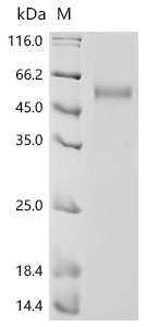 Recombinant Human Natural killer cells antigen CD94 (KLRD1), partial