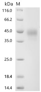 Recombinant Mouse Tumor necrosis factor receptor superfamily member 16 (Ngfr), partial
