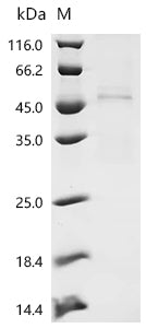 Recombinant Pig Caveolin-3 (CAV3)