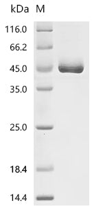 Recombinant Macaca fascicularis TNF superfamily member 13b (TNFSF13B), partial (Active)