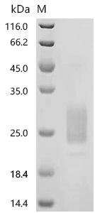Recombinant Macaca fascicularis macrophage colony-stimulating factor 1 isoform X1 (CSF1), partial