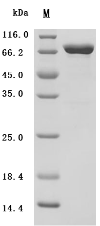 Recombinant Cricetulus griseus Endoplasmic reticulum chaperone BiP (HSPA5) (Active)