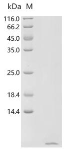Recombinant Mouse Non-selective voltage-gated ion channel VDAC2 (Vdac2), partial