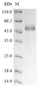 Recombinant Rat Lysosomal phospholipase A and acyltransferase (Pla2g15)