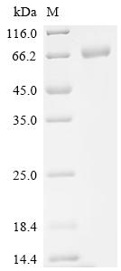 Recombinant Human CD276 antigen (CD276), partial, Biotinylated