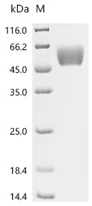 Recombinant Human Single Ig IL-1-related receptor(SIGIRR), partial